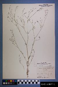 Gilia ophthalmoides image